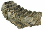 Partial, Fossil Stegodon Molar - Indonesia #149728-2